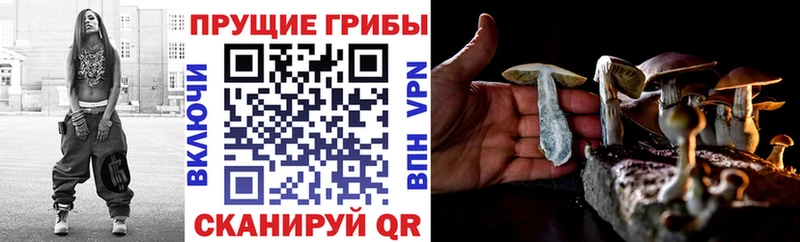 наркота  Мосальск  Псилоцибиновые грибы мицелий 